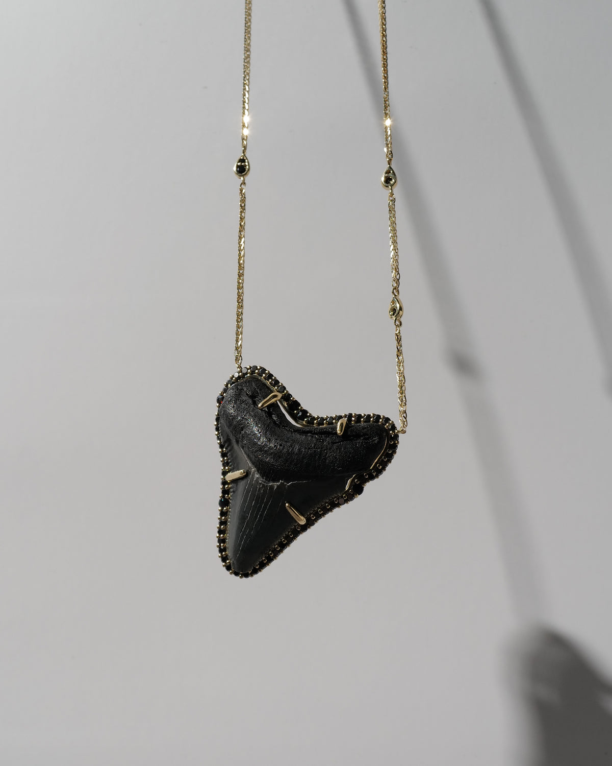 Megalodon Shark Tooth Necklace