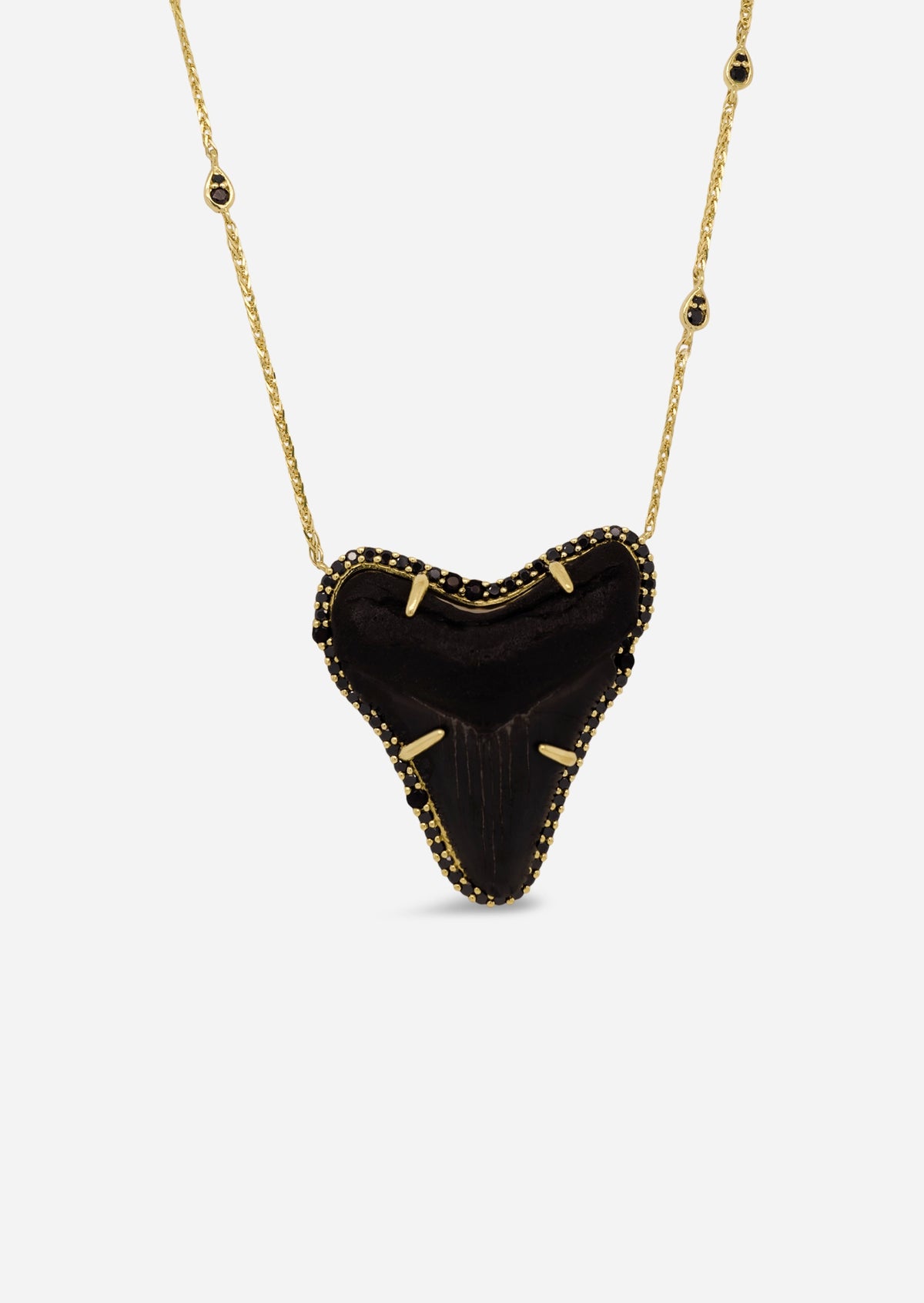 Megalodon Shark Tooth Necklace