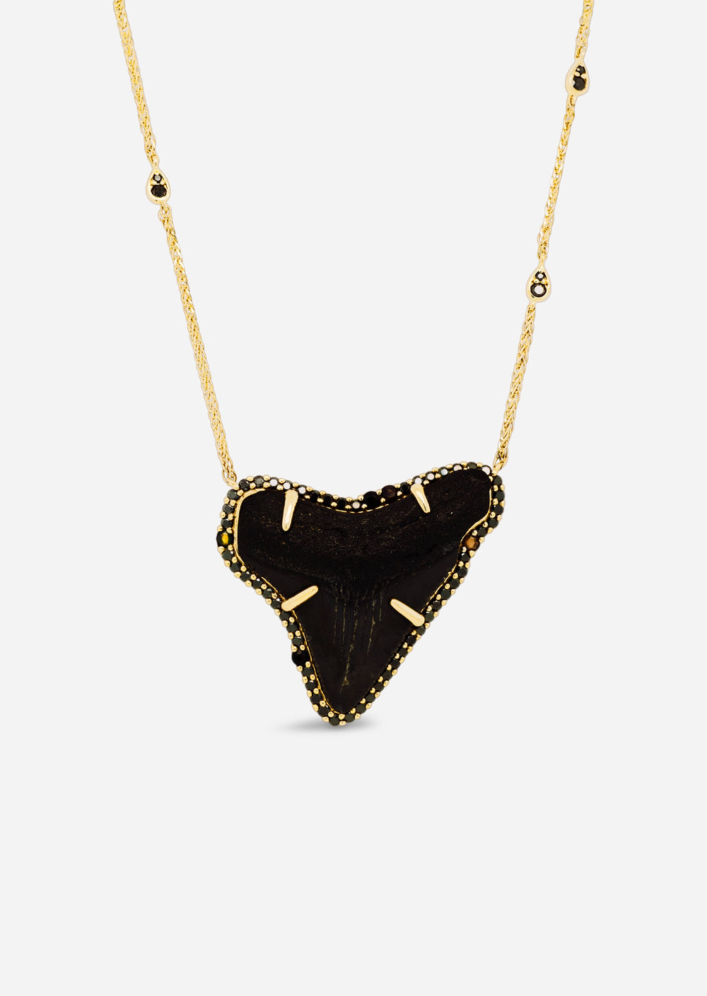 Megalodon Shark Tooth Necklace